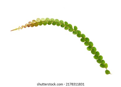 The Flowers Are Not Strange, Shaped Like A Green Bead Necklace. On A White Background