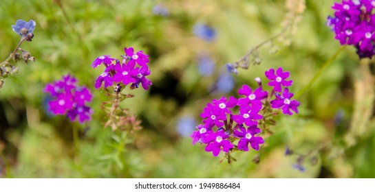 Flowers In Nova Friburgo, RJ - Brazil.