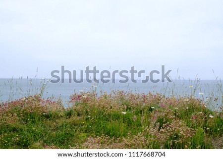 Similar – Hallig Gröde | blooming sea lilacs at the jetty