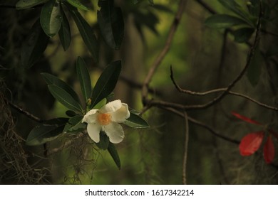 Flowers In Okefenokee National Wildlife Refuge