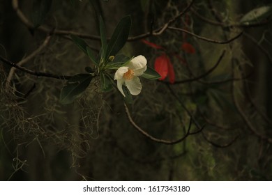 Flowers In Okefenokee National Wildlife Refuge