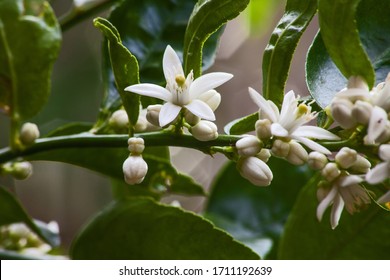 Flowers of the Olive tree (Olea europea) promises a good harvest. - Shutterstock ID 1711192639