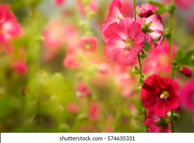 Flowers On A Background Blur.Close Up Flowers Background.