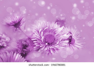 flowers beautiful lilac background