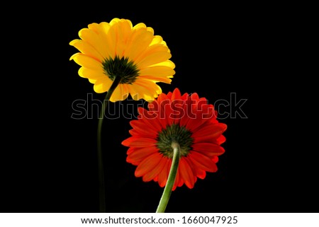 Similar – Image, Stock Photo sea of marigold blossoms