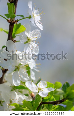 Similar – Blütenbirnenbaum mit weißen Blüten