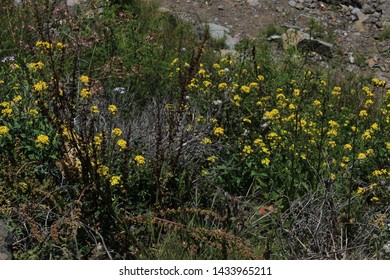 Flowers On Carmet Beach In Bodega Bay, California.