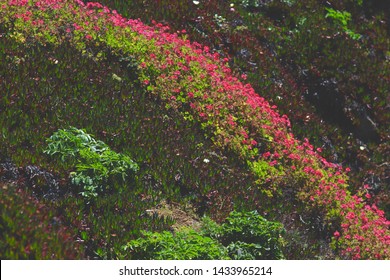 Flowers On Carmet Beach In Bodega Bay, California.