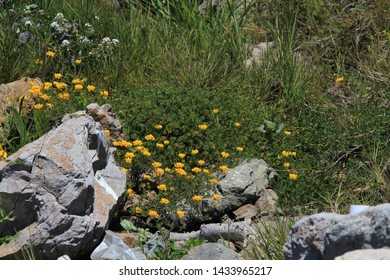 Flowers On Carmet Beach In Bodega Bay, California.