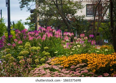 Flowers On Church Street, Burlington, Vermont 