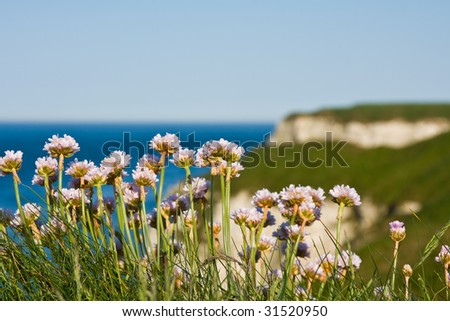 Flowers on Cliff