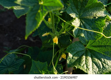 Flowers On A Cucumber Plant Garden Concept Food Cultivation