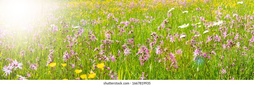 Flowers On Field With Lens Flare And Sunbeams