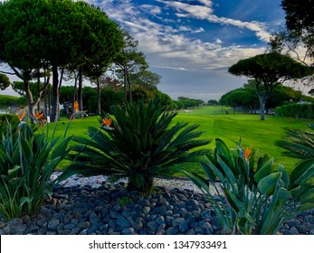 Flowers On A Golf In Algarve... Portugal