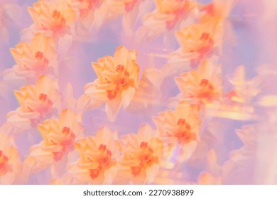 Flowers on a holographic background. The koleidoscope effect. Bouquet of daffodils.