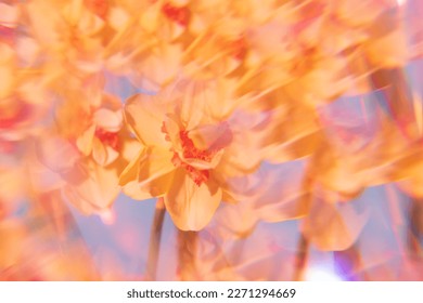 Flowers on a holographic background. The koleidoscope effect. Bouquet of daffodils.