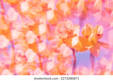 Flowers on a holographic background. The koleidoscope effect. Bouquet of daffodils.