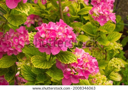 Flowers on a Hydrangea Macrophylla growing in Friuli, Italy. Also known as Hortensia, Pink Mophead Hydrangea, Bigleaf Hydrangea, Penny Mac, French or Lacecap Hydrangea.
