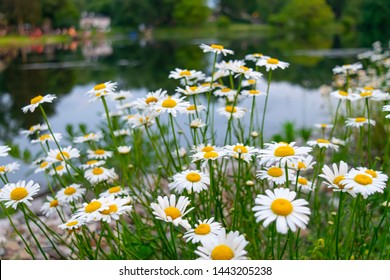 Flowers On The Lake - Medina, OH 