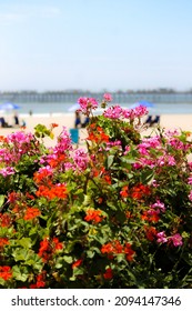 Flowers On The Pimentel Beach