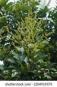 Flowers On The Rambutan Tree