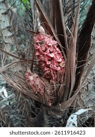 Flowers on the salak plant