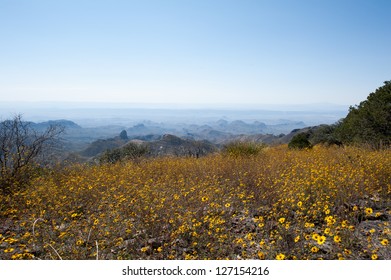 Flowers On The South Rim Trail