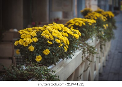 Flowers on the streets - Powered by Shutterstock