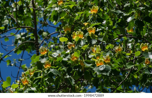 A lot of flowers\
on Tulip tree (Liriodendron tulipifera) in Arboretum Park Southern\
Cultures in Sirius (Adler) Sochi. American Tuliptree or Tulip\
Poplar on blue sky background.\
