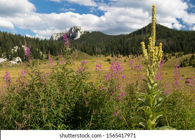 Flowers On The Velebit Mountain, Croatia