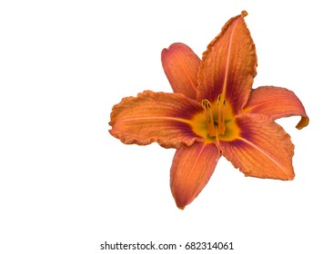 Vector Orange Lily Stock Vector (Royalty Free) 68344516 | Shutterstock