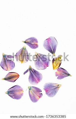 Similar – Image, Stock Photo tulip leaves Leaf Faded