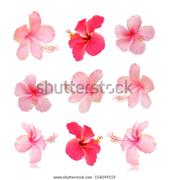 Flowers on a white background.