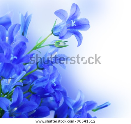 Flowers on a white background, dark blue hand bells