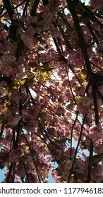Flowers opening in the spring for the background