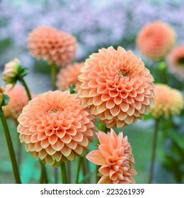 Flowers Orange Dahlia