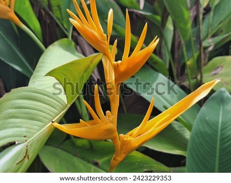 Flowers from the Ornamental Plant Banana parrot or devil's banana or Jamaica Heliconia. It is yellow and grows best near watercourses 