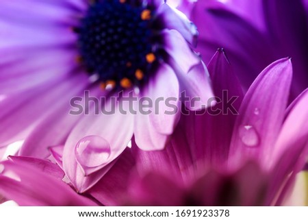 Image, Stock Photo teletom magenta