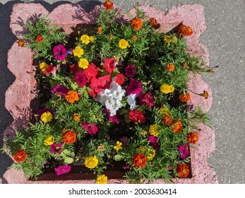 Flowers Outside In Summer In A Concrete Flower Bed