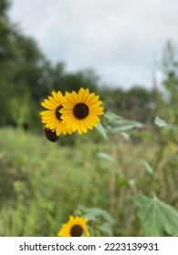 Flowers In An Overgrown Field.