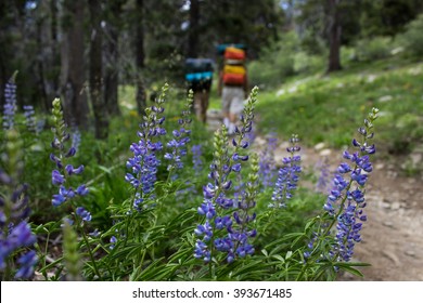 Flowers of the Pacific Crest Trail 