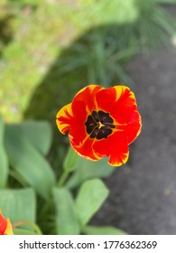 Flowers In The Pacific North West