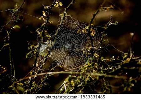 Similar – Image, Stock Photo Mushroom glow in the moor