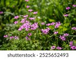 Flowers of the pampa biome in southern Brazil.