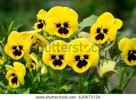Flowers pansies bright yellow colors with a dark mid-closeup