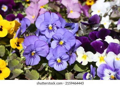 Flowers of pansies (viola tricolor). Pansy, Johnny Jump up, heartsease, heart's ease, heart's delight, tickle-my-fancy, Jack-jump-up-and-kiss-me, come-and-cuddle-me, three faces in a hood. Pansy bloom