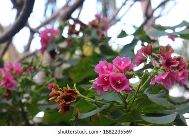 Flowers At A Park In Largo, Fl