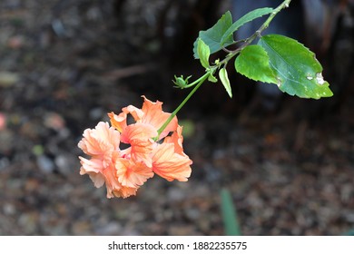 Flowers At A Park In Largo, Fl