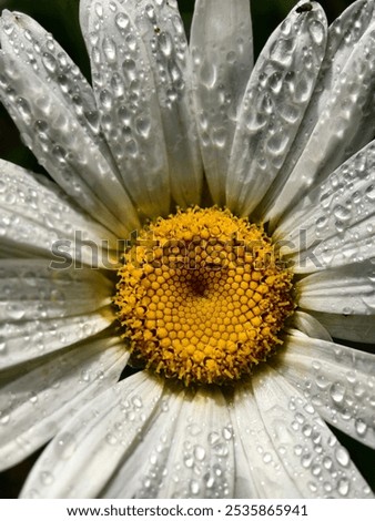 Similar – Image, Stock Photo silent Garden Nature Plant