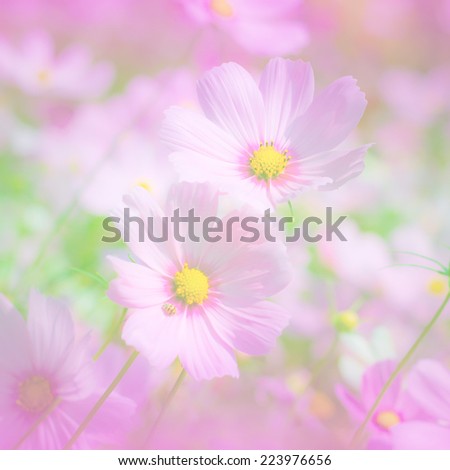 Similar – pink daisy Natur Frühling